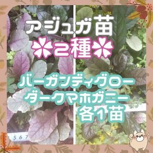 F【訳あり】◇アジュガ2苗(2種)⑤カーペット◇根付き苗ダーク1苗＆バーガンディグロー1苗