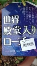 F◆高発根◆殿堂入りローズさし木x3本 約10cm◆クロードモネ◆花付き良い薔薇_画像7