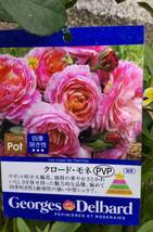 F◆高発根◆殿堂入りローズさし木x3本 約10cm◆クロードモネ◆花付き良い薔薇_画像6