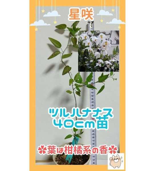 F◆40cm苗(G36)◆葉は柑橘系の香◆ツルハナナス苗
