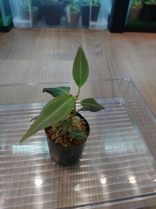 Pachyentria sp.Selangor アリ植物