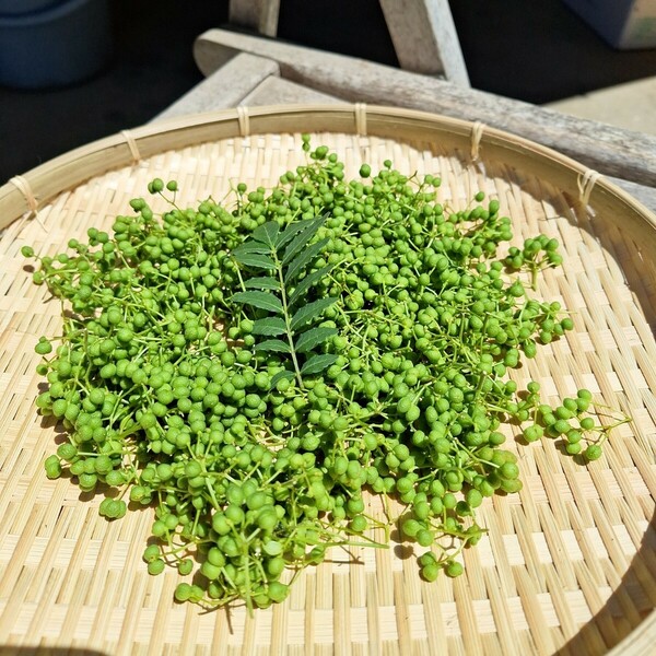 山椒の実　200g　朝倉山椒