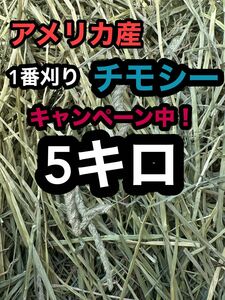 チモシー　5キロ　ウサギ モルモット　デグー チンチラ １番刈