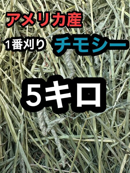 チモシー　5キロ　ウサギ モルモット　デグー チンチラ １番刈