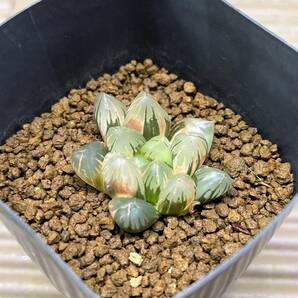 【多肉植物】ハオルチア オブツーサ錦 黒葡萄【Haworthia】の画像4