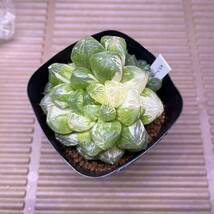 【多肉植物】ハオルチア　大粒オブツーサ錦　子株３つ付き【Haworthia】_画像3