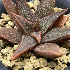 【多肉植物】ハオルチア　コエルマニオルム　産地違いの実生苗【Haworthia】