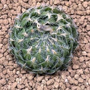 【多肉植物】Haworthia arachnoidea var.namaquensis　輸入種子実生【ハオルチア】