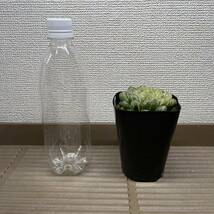 【多肉植物】ハオルチア　ダルマオブツーサ錦　舞姫【Haworthia】_画像4