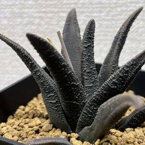 【多肉植物】ハオルチア　ソルディダ実生(A)【Haworthia】