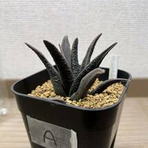 【多肉植物】ハオルチア　ソルディダ実生(A)【Haworthia】_画像3