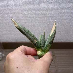 【多肉植物】サンスベリア　タイHyb マニー　子株B【Sansevieria】