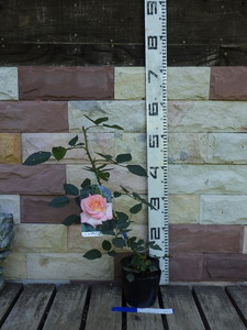 8190100* rose :augs tar .-ze* apricot series * pink series * sapling * seedling *13.5cmpot!