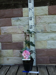 8191100* rose : Princess Monaco * pink series * sapling * seedling *13.5cmpot!