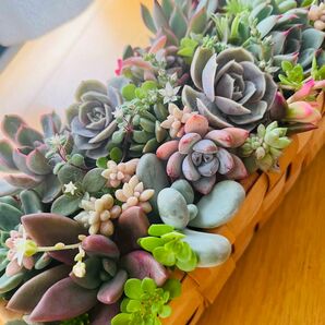 多肉植物・寄せ植えやコレクションに。定番います。エケベリアなどカット苗。ピンク、パープル系ヤフネココンパクトて発送ブルーサプライズ