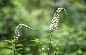 ∮ オカトラノオ　種 ∮ たね　ひとつまみ　作業軽減　花殻など混ざります　タネ　トラノオ　白い花　山野草　野草　雑草？