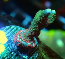 ★超激レア個体★ Grafted montipora digitata グラフテッド モンティポラ ディギタータ ★ デジタタ エダコモン コモン サンゴ ディジタタ_画像5