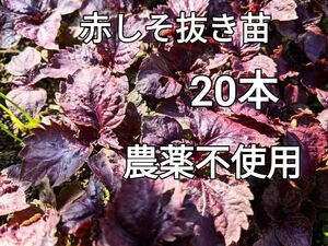 赤しそ苗　赤シソ苗　赤紫蘇苗　２０本＋種少々　農薬不使用　送料無料匿名発送　