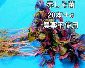 赤しそ苗　赤シソ苗　赤しそ　赤シソ　20本＋α 　農薬不使用