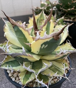 A446 succulent plant agave chitanotasnagru toe s