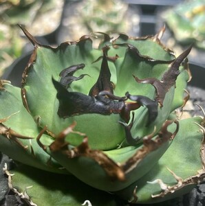 A337 succulent plant agave chitanota is tes madness .. stock 