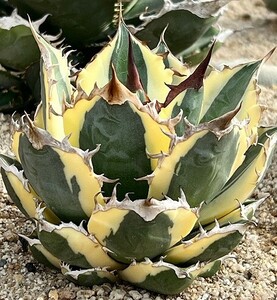 FA11 succulent plant agave chitanotasnagru toe s