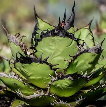 BJ108多肉植物 高級品種アガベ チタノタ 黒火 超レア種優良血統 子株_画像1