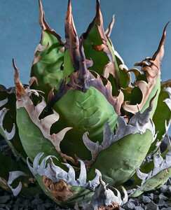 DA194 succulent plant agave chitanota..AgavetitanotaGiantBeast