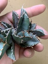 BA246多肉植物 アガベ チタノタ Agave titanota麻花龍_画像10