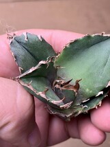 BJ60多肉植物 Agave titanota 覆輪斑 錦_画像7