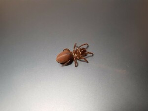 ジグモ 土蜘蛛 1～2cm クモ タランチュラ