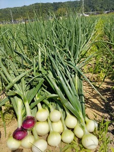  new sphere leek *7 kilo box * less pesticide * now ..mero.. beautiful taste ..!