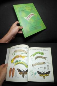  Japan production sz mega . larva map .! pine ...!. larva corm insect . other illustration great number! inspection biology . thing . butterfly specimen yaga shaku ga Germany box 