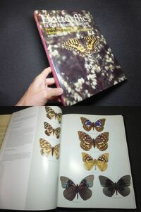  large foreign book! butterfly! vertical is! corbicula! inspection Janome red hikage foreign product morufo Germany box . thing . Aramata Hiroshi biology butterfly specimen extremely laktoli spring age is 