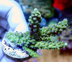  супер очень редкий имя do особь [UCA Dragon Fruits] цвет .. особь питахайя Австралия производство коралл 