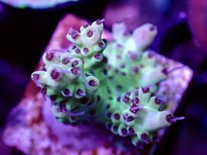 GWセール　激レア個体【ultra grade acropora polyp red】オーストラリア産サンゴ