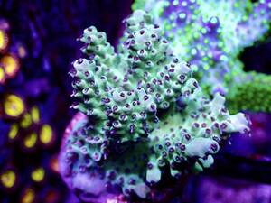 激レア個体【ultra grade acropora polyp red】オーストラリア産サンゴ