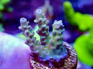  super ultra rare bleed individual [UCA master grade acropora fireworks yellow] color .. individual fire - Works yellow 