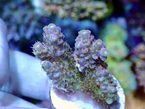 激レア個体【IF ultra grade acropora hyacinth purple-green】オーストラリア産サンゴ