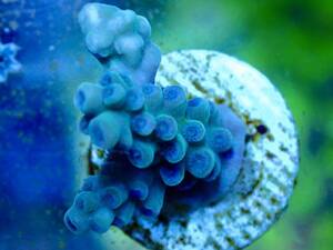 激レア個体【IF ultra grade acropora Tenuis blue】オーストラリア産サンゴ　ウスエダミドリイシ