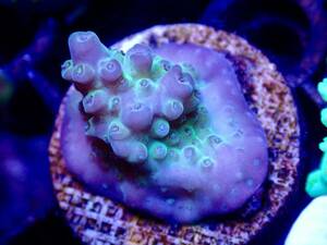 ラスト出品　激レア個体【IF ultra grade acropora blueberry Nasuta】オーストラリア産サンゴ