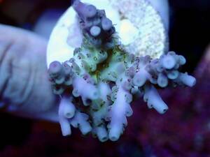 激レア個体【IF ultra grade acropora hyacinth purple-yellow】オーストラリア産サンゴ