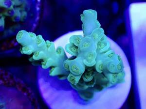 激レア個体【IF ultra grade acropora Selago blue】オーストラリア産サンゴ