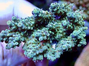 f ковер LL размер Пикачу серия особь супер очень редкий цвет .. особь [IF ultra grade acropora anthocercis] Anne sosasis Австралия производство коралл 