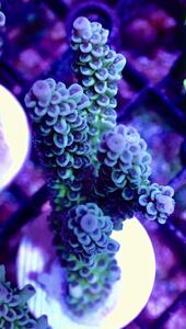  очень редкий особь [IF ultra grade acropora Tenuis green-purple] Австралия производство коралл незначительный eda зеленый isi