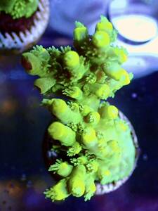 GW セール　RYブリード個体【RY ultra grade acropora yellow-tip】オーストラリア産サンゴ