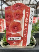 【1円即決】ガーデニング　花苗　カリブラコア　３鉢セット【ウノダブル　オレンジ】_画像1