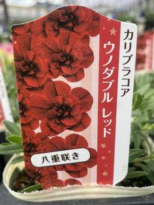 【1円即決】ガーデニング　花苗　カリブラコア　３鉢セット【ウノダブル　レッド】