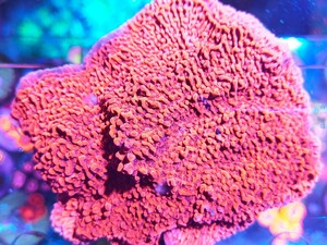 ma female na| coral light common coral 