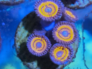 ma female na| coral gob stopper 